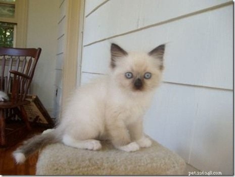 Ragdoll Cats with White-Tipped Tails: A Charming Photo Collection