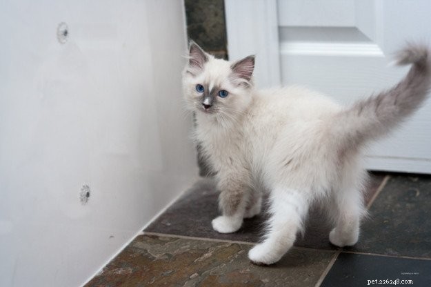 Ragdoll Cats with White-Tipped Tails: A Charming Photo Collection
