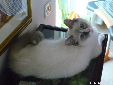 Ragdoll Cats with White-Tipped Tails: A Charming Photo Collection