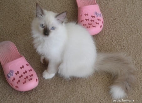 Ragdoll Cats with White-Tipped Tails: A Charming Photo Collection