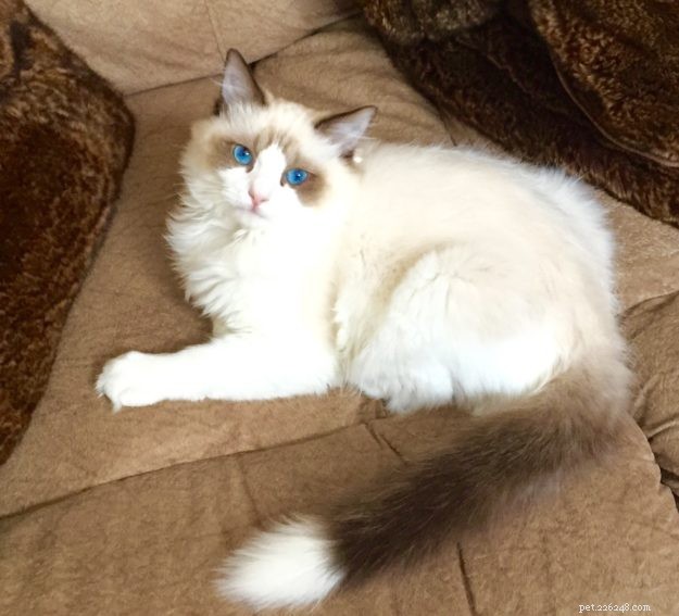 Ragdoll Cats with White-Tipped Tails: A Charming Photo Collection