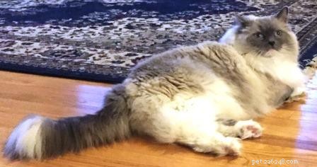 Ragdoll Cats with White-Tipped Tails: A Charming Photo Collection