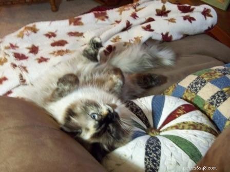 Ragdoll Cats with White-Tipped Tails: A Charming Photo Collection