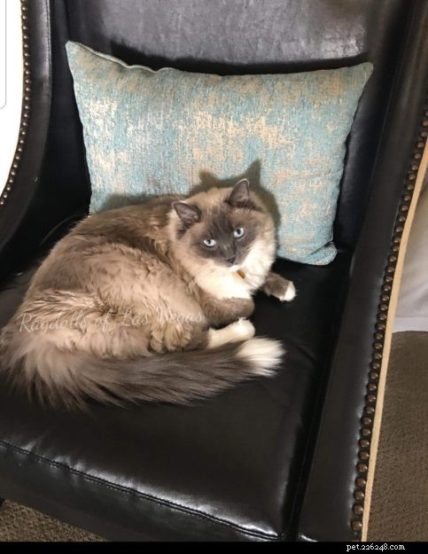 Ragdoll Cats with White-Tipped Tails: A Charming Photo Collection