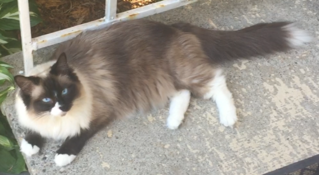 Ragdoll Cats with White-Tipped Tails: A Charming Photo Collection