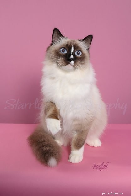 Ragdoll Cats with White-Tipped Tails: A Charming Photo Collection