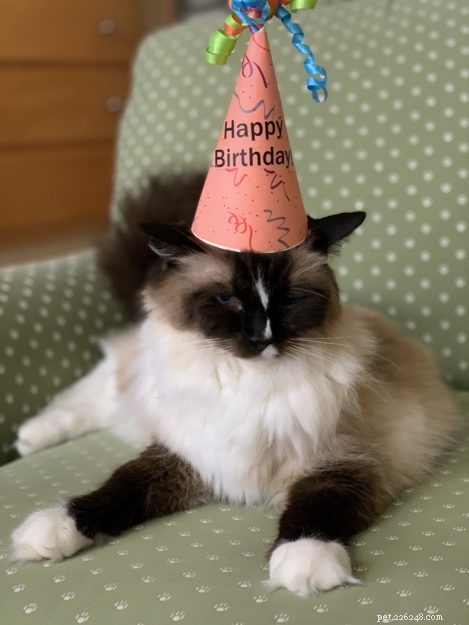 Celebrating 15 Years of Murphy: A Milestone Birthday Tribute