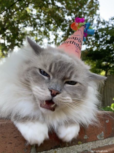 Celebrating Chiggy’s 10th Birthday: A Heartfelt Tribute