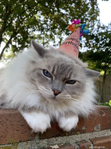 Celebrating Chiggy’s 10th Birthday: A Heartfelt Tribute