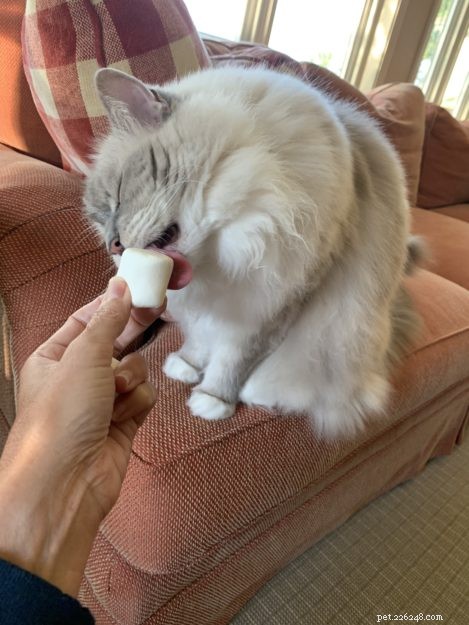 Celebrating Chiggy’s 10th Birthday: A Heartfelt Tribute