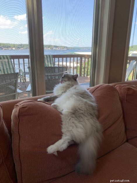Celebrating Chiggy’s 10th Birthday: A Heartfelt Tribute