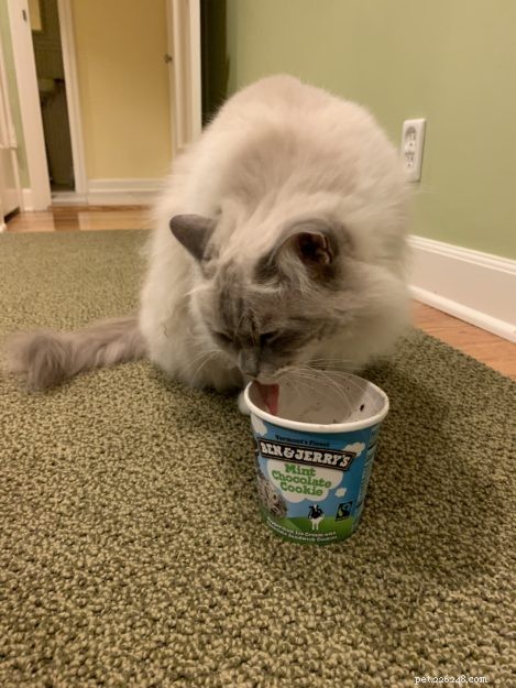 Celebrating Chiggy’s 10th Birthday: A Heartfelt Tribute