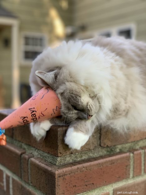 Celebrating Chiggy’s 10th Birthday: A Heartfelt Tribute