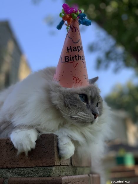 Celebrating Chiggy’s 10th Birthday: A Heartfelt Tribute
