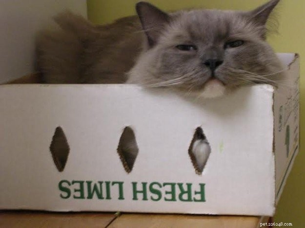 Ragdoll Cats in Boxes: Adorable Photos & Fun Moments