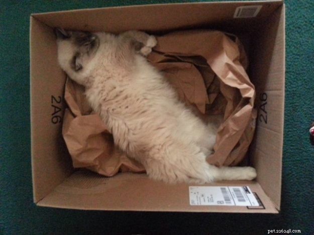 Ragdoll Cats in Boxes: Adorable Photos & Fun Moments