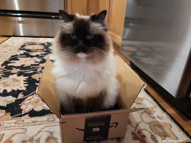 Ragdoll Cats in Boxes: Adorable Photos & Fun Moments