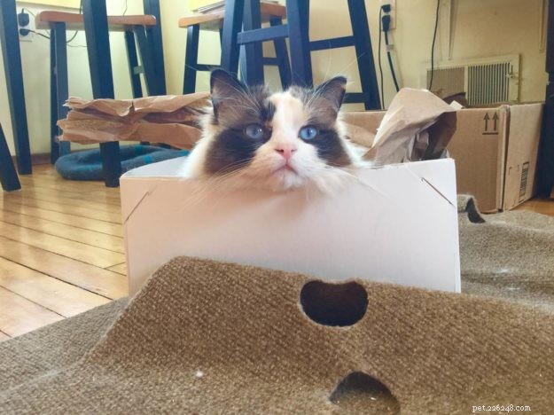 Ragdoll Cats in Boxes: Adorable Photos & Fun Moments