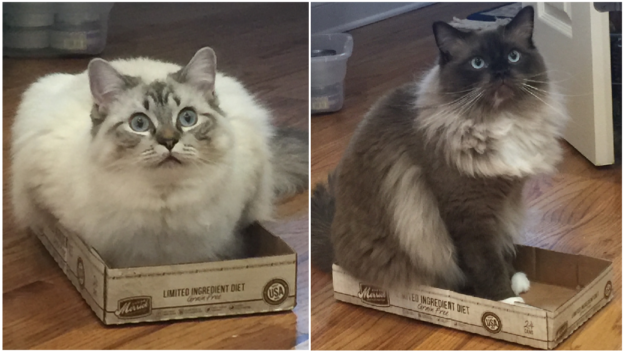 Ragdoll Cats in Boxes: Adorable Photos & Fun Moments