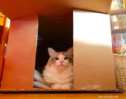 Ragdoll Cats in Boxes: Adorable Photos & Fun Moments
