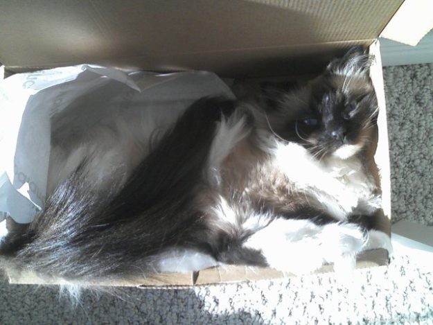 Ragdoll Cats in Boxes: Adorable Photos & Fun Moments