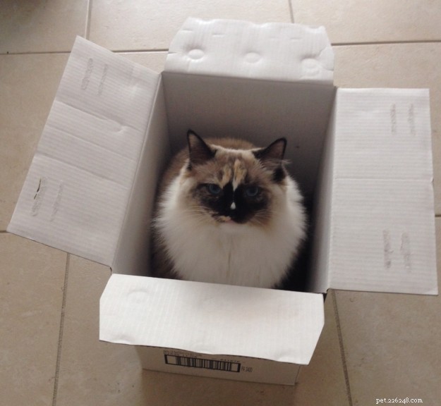 Ragdoll Cats in Boxes: Adorable Photos & Fun Moments