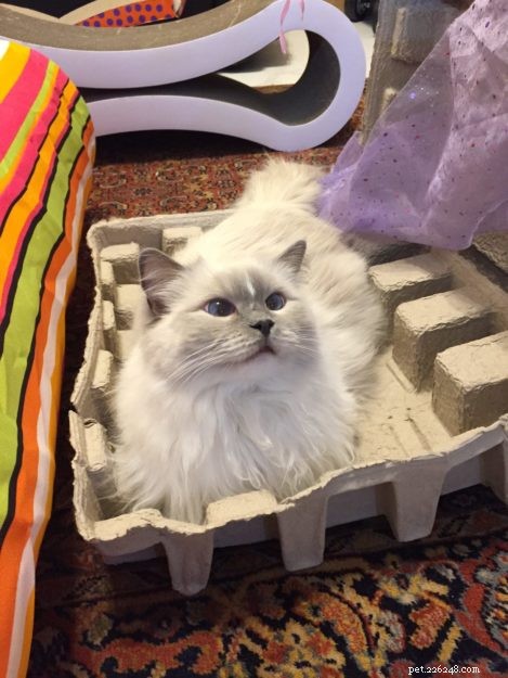 Ragdoll Cats in Boxes: Adorable Photos & Fun Moments