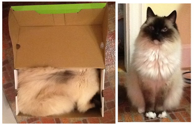 Ragdoll Cats in Boxes: Adorable Photos & Fun Moments