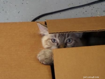 Ragdoll Cats in Boxes: Adorable Photos & Fun Moments