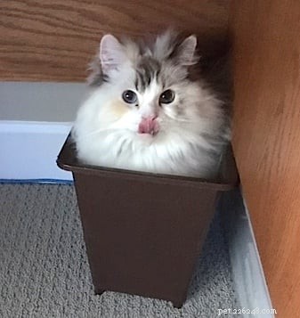 Ragdoll Cats in Boxes: Adorable Photos & Fun Moments
