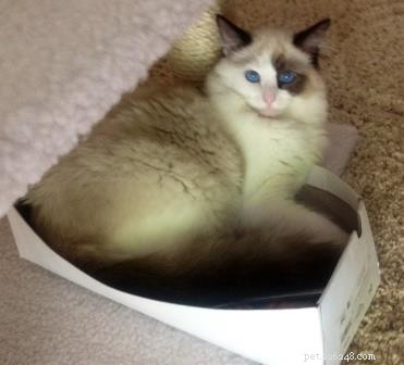 Ragdoll Cats in Boxes: Adorable Photos & Fun Moments