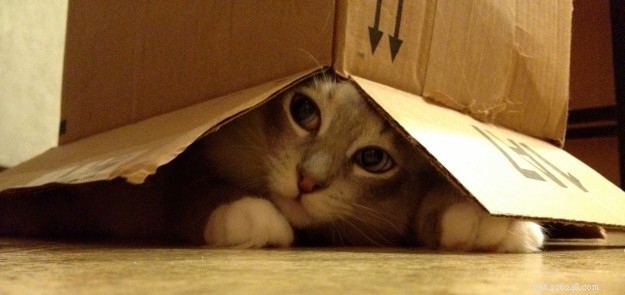 Ragdoll Cats in Boxes: Adorable Photos & Fun Moments