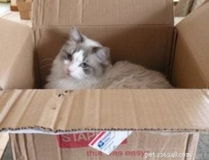 Ragdoll Cats in Boxes: Adorable Photos & Fun Moments