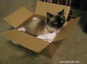 Ragdoll Cats in Boxes: Adorable Photos & Fun Moments