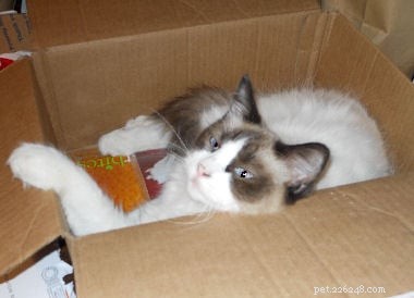Ragdoll Cats in Boxes: Adorable Photos & Fun Moments