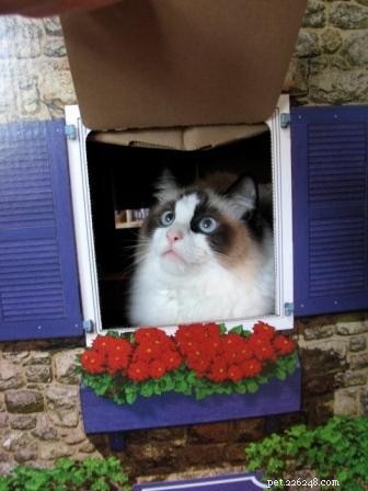 Ragdoll Cats in Boxes: Adorable Photos & Fun Moments