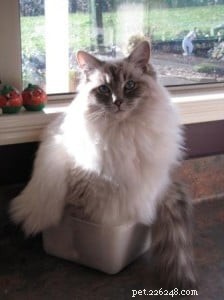 Ragdoll Cats in Boxes: Adorable Photos & Fun Moments