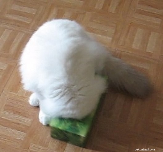 Ragdoll Cats in Boxes: Adorable Photos & Fun Moments