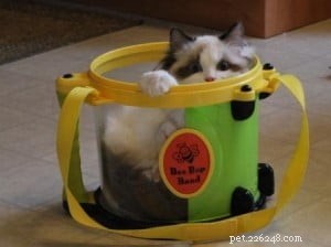 Ragdoll Cats in Boxes: Adorable Photos & Fun Moments