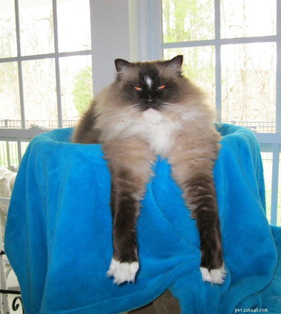 Joey: Celebrated Ragdoll Kitten of the Month