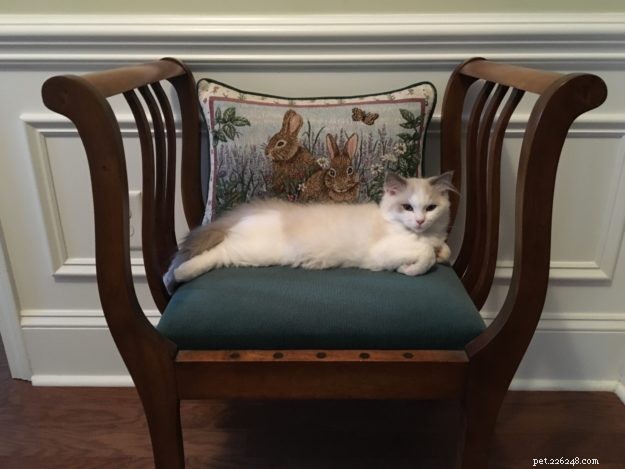 Joey: Celebrated Ragdoll Kitten of the Month
