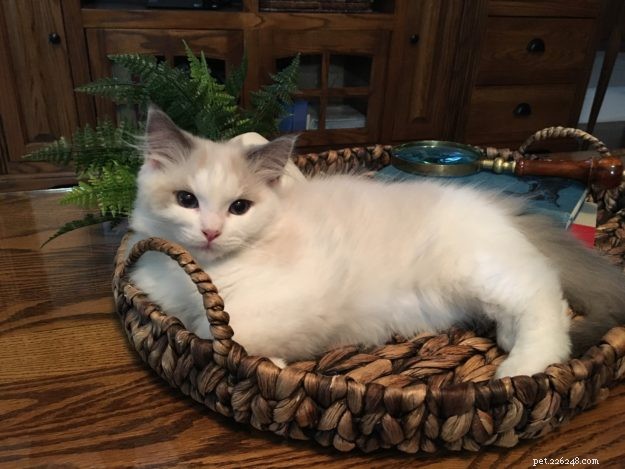 Joey: Celebrated Ragdoll Kitten of the Month