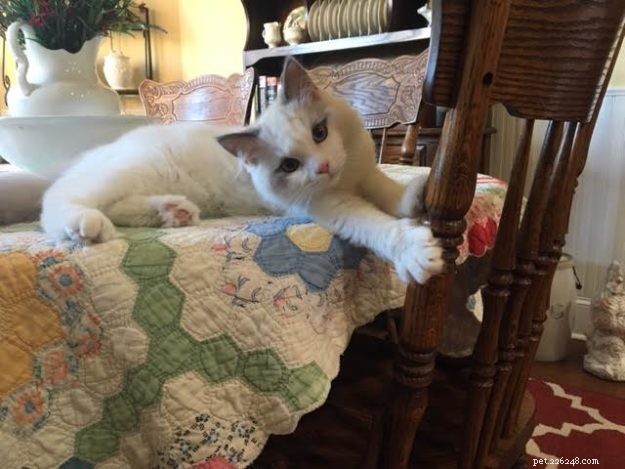 Joey: Celebrated Ragdoll Kitten of the Month