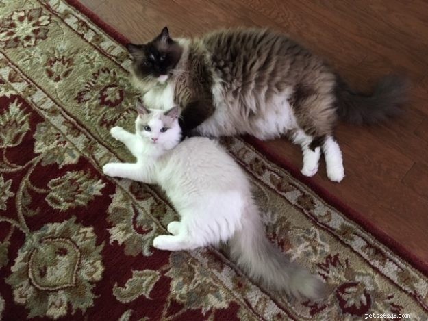 Joey: Celebrated Ragdoll Kitten of the Month