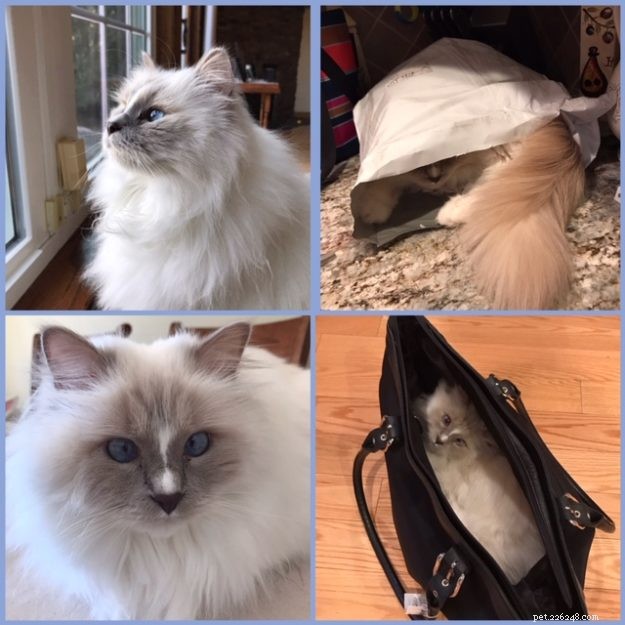 Noelle: Meet the Gentle Ragdoll Cat of the Week