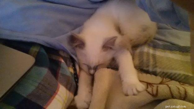 Noelle: Meet the Gentle Ragdoll Cat of the Week