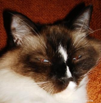 Ragdoll Cats with Stunning Blaze Patterns – Beautiful Photos