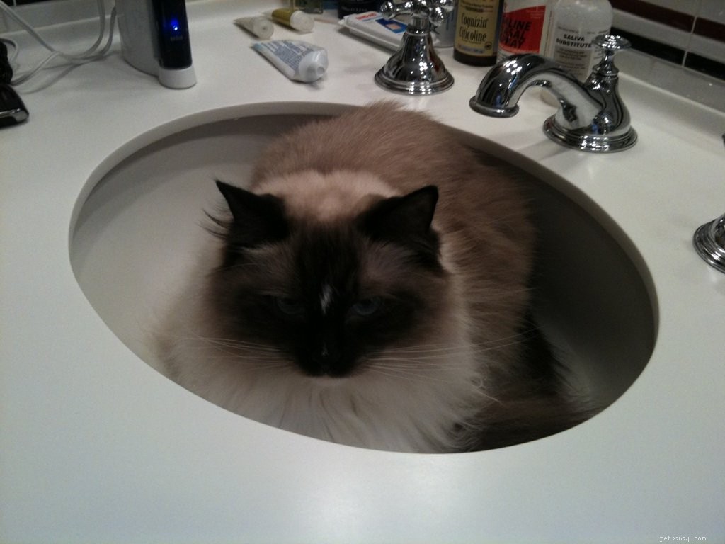 Ragdoll Cats with Stunning Blaze Patterns – Beautiful Photos