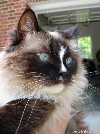 Ragdoll Cats with Stunning Blaze Patterns – Beautiful Photos