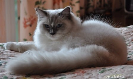 Ragdoll Cats with Stunning Blaze Patterns – Beautiful Photos